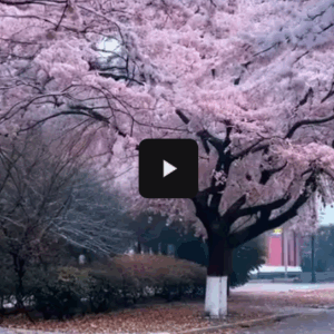 Japan View